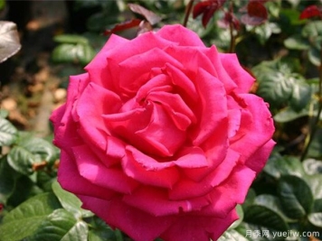 紫罗兰之星月季