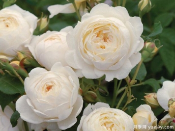 惊喜月季(日本)