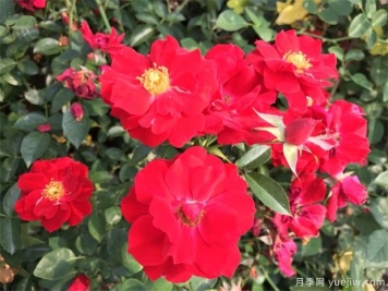 有哪些地被月季品种？