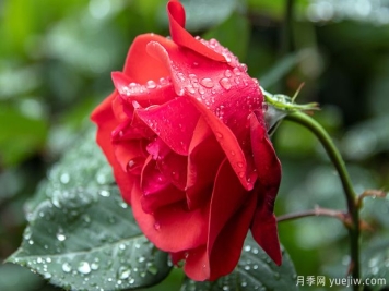 花卉行业有6大谎言，月季花友有没有交智商税