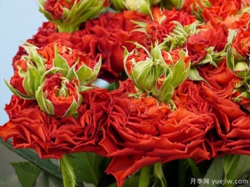 红眼睛月季/刺激月季