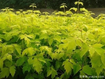 非常耐寒的彩叶植物有哪些？