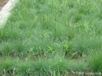  山东适合种植的20种草坪和地被植物