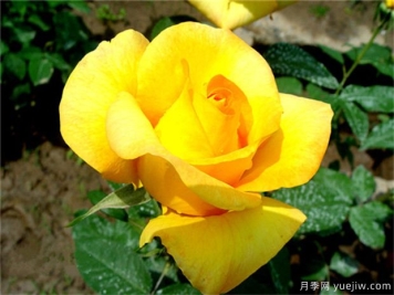 金不换月季/凯司郎森/皇帝的救赎