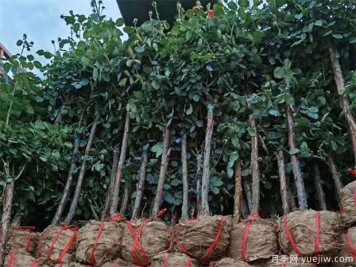 3月苗木移栽季到来，哪些方法一定要掌握