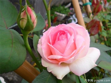 2025年热门20个经典藤本月季品种，喜欢做月季花墙