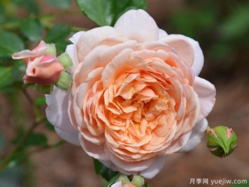 伊丽莎白斯图亚特月季