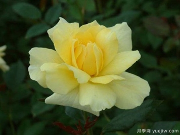 金绣娃月季/金秀娃月季