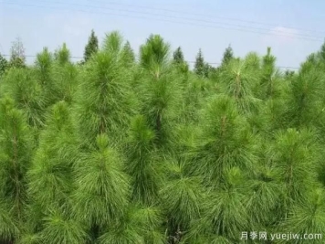 马尾松苗木种植培育技术实施要点