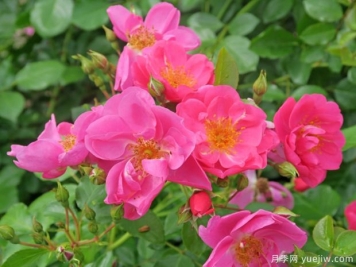 西雅月季的优缺点是什么？