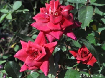 红丝绸月季的优缺点是什么？