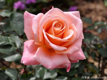 萨曼莎的梦想月季