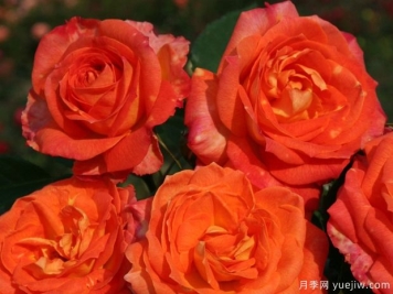 弗利奥月季Feurio