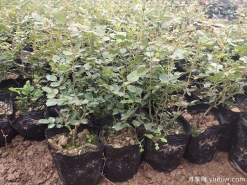 4千棵大花丰花月季苗运往山西运城美丽乡村