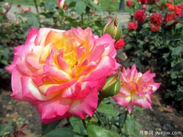 花魂月季，美得夺目，只一眼便怦然心动