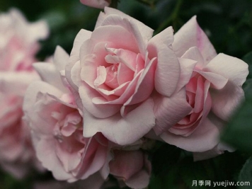 新曙光月季/新黎明月季