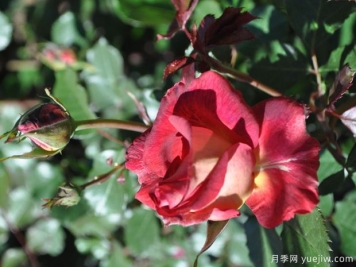 软梅洛月季SoftMerlot