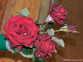 特伦特月季Trent