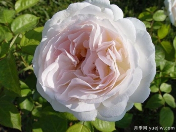 塞巴斯蒂安克奈普月季/芬香记忆月季