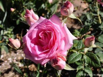 甜蜜巴菲月季/甜冰点月季