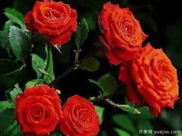 默西德斯月季Mercedes