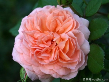 路易斯克莱门茨月季/门兹月季