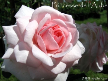 黎明公主月季