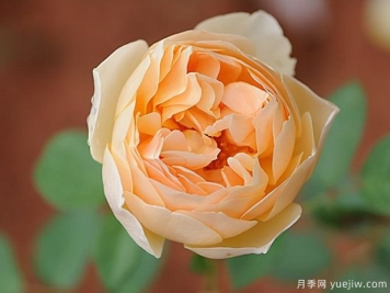 欧月8个月季经典品种，种一棵回头率都爆棚