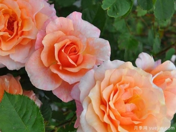 皮埃尔赫尔梅月季(EVEcot)