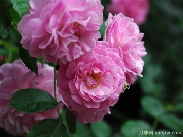 薰衣草少女月季