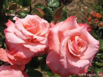 火烈鸟月季(新西兰)