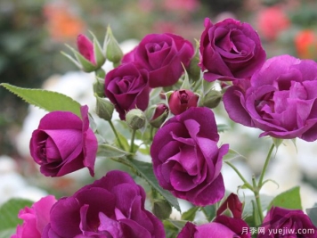 蓝色的拉比索迪月季Rhapsodyin Blue