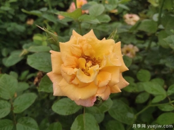 4月月季展叶抽条，如何养护顺利爆花