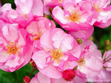 薰衣草玫迪兰月季/路易布莱里奥月季