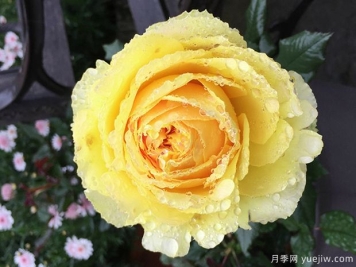 大花微月小黄鸡月季的优缺点是什么？