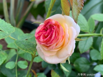 月季总是不开花，几个养护要素做到位，开花不断