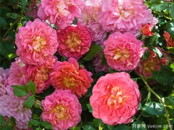 克里斯多夫月季/克里斯托弗马洛月季