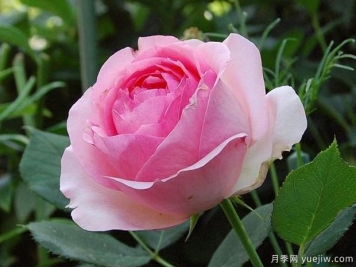 可能是最好用的玫瑰养护知识