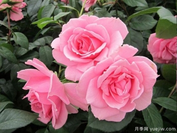 你真美丽月季的优缺点是什么？