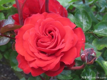 基督城记忆月季