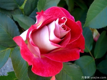 艾琳梅瑞施玫瑰月季