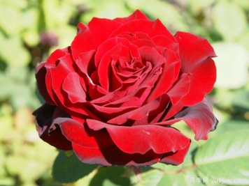 希瑟艾尔斯月季