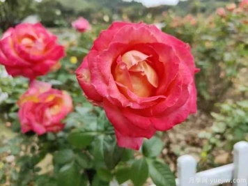 德阳月季市花文化和月季景观