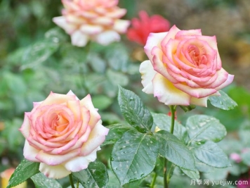 安阳月季应用和月季景观