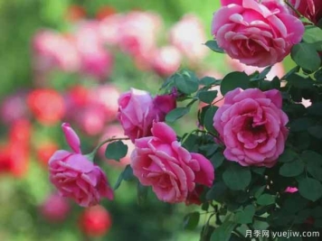 许昌月季应用和月季景观