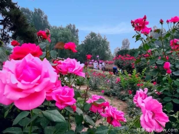 漯河月季市花文化和月季景观