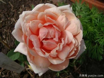 休息日月季(橙色)