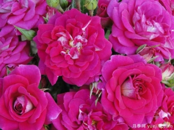绝配月季