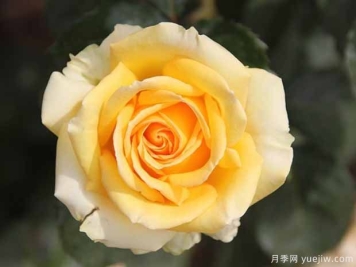 艾伯蒂娜西苏鲁月季/巴特赫尔斯费尔德月季