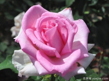 罗马布莱尔月季